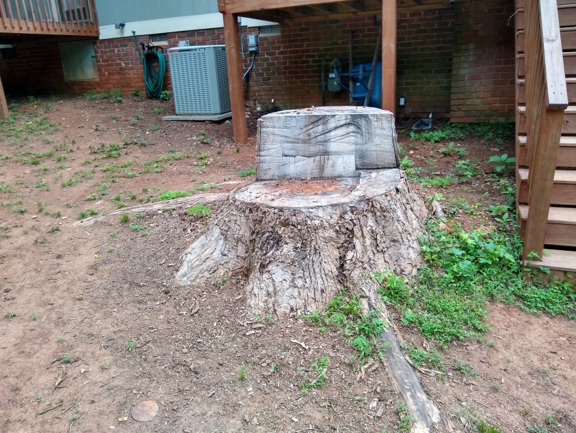 This is actually a tree that we removed prior to grinding the stump.