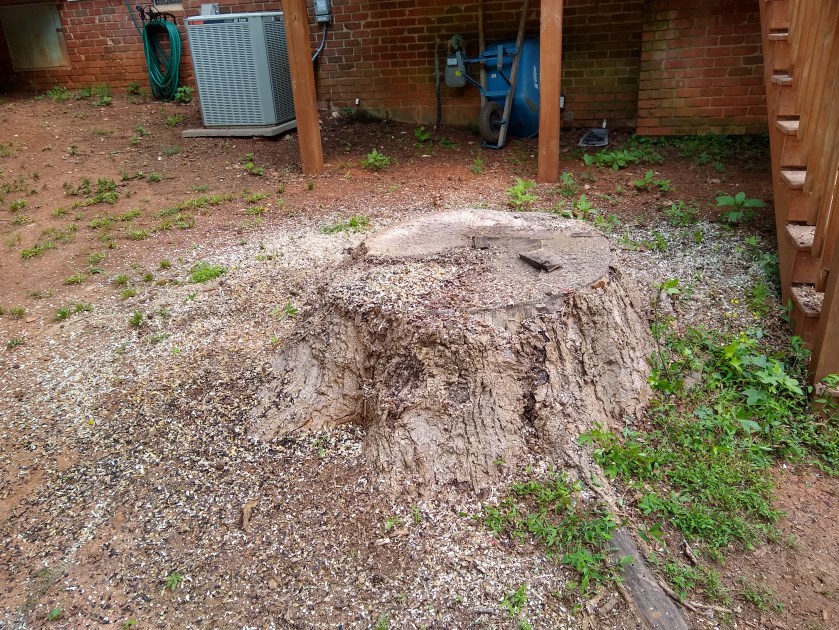 Large stump before removal.